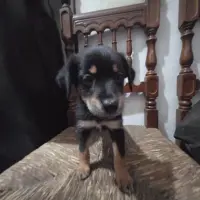 Adopta a No Name