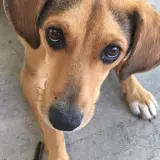 Adopta a Duna