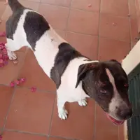 Adopta a Beer