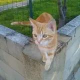 Adopta a Mateo