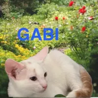 Adopta a Gabi