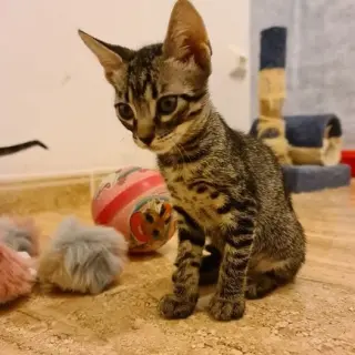 Marta