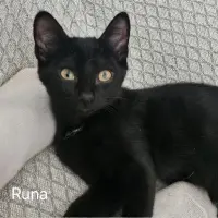 Adopta a Runa