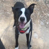 Adopta a Koko