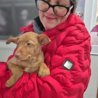 Adopta a Lila, Cachorra En Adopción, Tlf 645978718