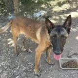 Adopta a Zeus