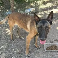 Adopta a Zeus