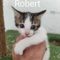 Adopta a Robert