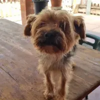 Adopta a Juanito