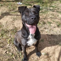 Adopta a Freya