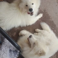 Adopta a Sasha Y Yak