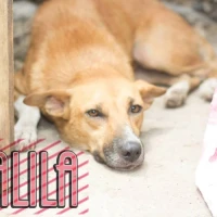 Adopta a Dalila