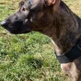 Adopta a Sasha