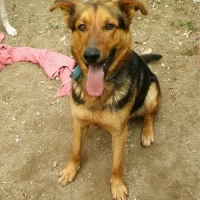 Adopta a Golfo