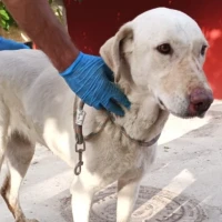 Adopta a Clara