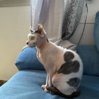 Adopta a Cleo