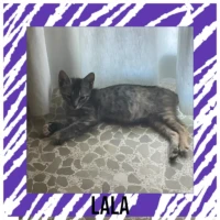 Adopta a Lala