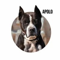 Adopta a Apolo