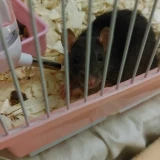 Adopta a Lili