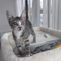 Adopta a Cariño