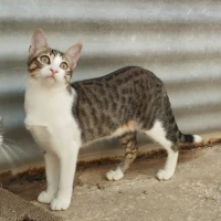 Adopta a Asuna