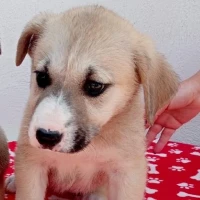 Adopta a Sora