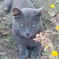 Adopta a Gato
