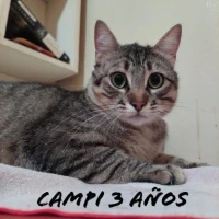 Adopta a Campi