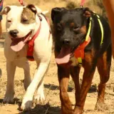 Adopta a Shanti Y Sid