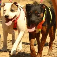 Adopta a Shanti Y Sid