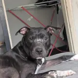 Adopta a Soraya