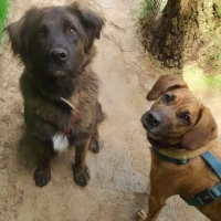 Adopta a Tibu & Cora