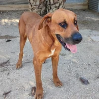 Adopta a Goliat