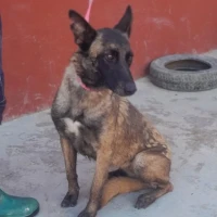 Adopta a Tessa