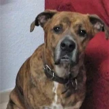 Adopta a Django