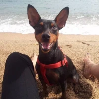 Adopta a Coco