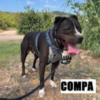 Adopta a Compa