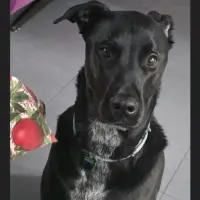 Adopta a Gus