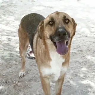 Drako