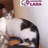 Adopta a Bonita
