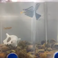 Adopta a 2 Guppies Hembra, 1 Macho Y Alevines