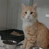 Adopta a Juanito