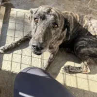 Adopta a Bruno