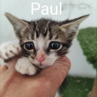 Adopta a Paul