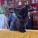 Adopta a Tricki Y Congui