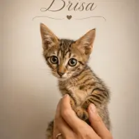 Adopta a Brisa