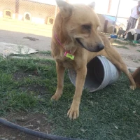 Adopta a Rita