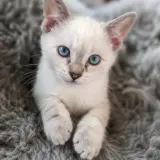 Adopta a Coco
