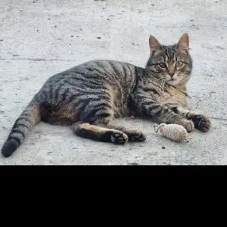 Manolito