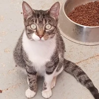 Adopta a Rotta